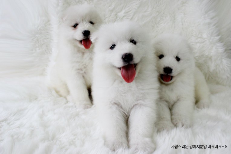 [힐링]귀여운 동물 사진